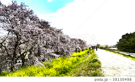 桜 さくら サクラ 38130498