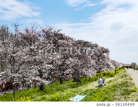 桜 さくら サクラ 38130499