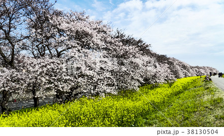 桜 さくら サクラ 38130504