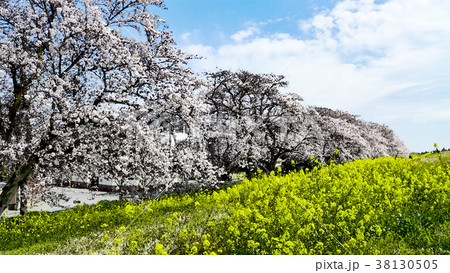 桜 さくら サクラ 38130505