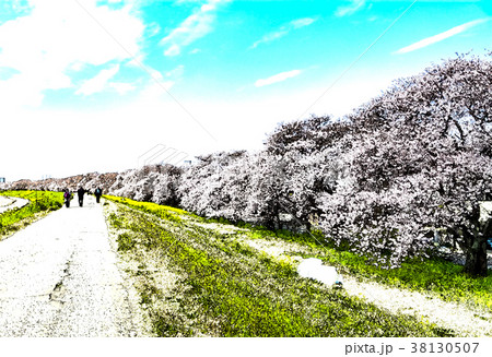 桜 さくら サクラ 38130507