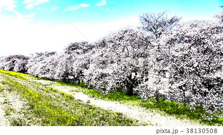 桜 さくら サクラ 38130508