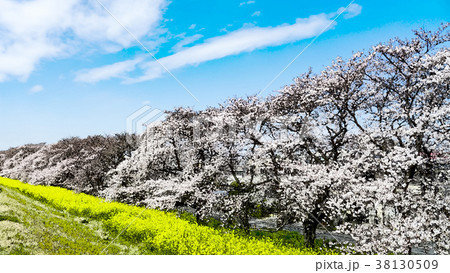 桜 さくら サクラ 38130509