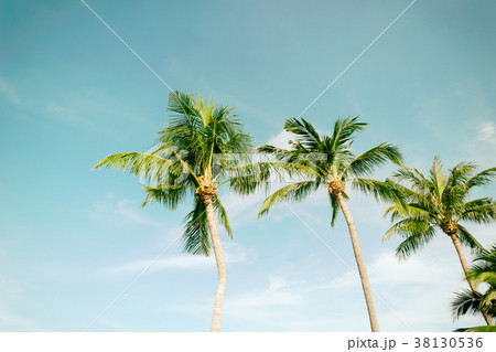 Coconut beach sea sky in the summer of the holiday Coconut beach sea sky in the summer of the holiday 38130536
