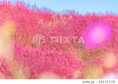 Kochia and cosmos filed Hitachi Ibaraki Japan Kochia and cosmos filed Hitachi Ibaraki Japan 38131138