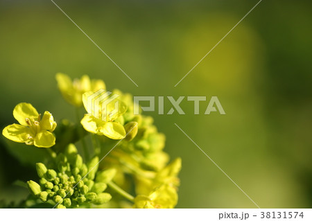 菜の花畑 菜の花畑 38131574