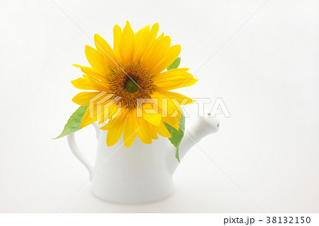 ひまわりの花とじょうろ型の花瓶の写真素材 38132150 Pixta