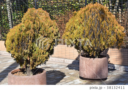 コノテガシワ（児手柏） 38132411