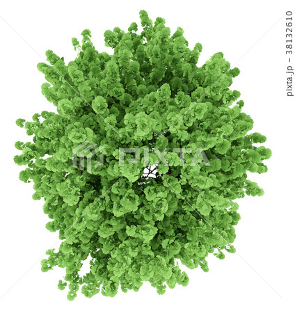 top view of ginkgo tree isolated on white top view of ginkgo tree isolated on white 38132610