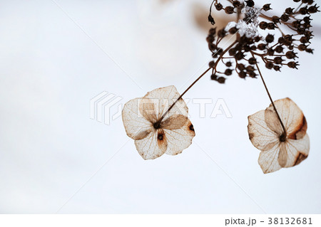 冬の紫陽花の写真素材