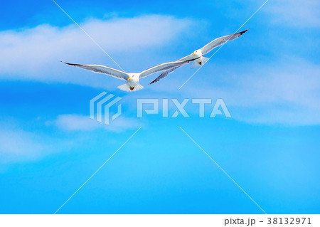 two seagulls flying together on blue sky two seagulls flying together on blue sky 38132971