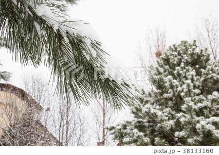 Snow covered trees. 38133160