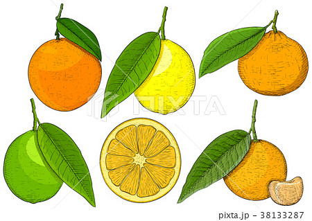 Citrus fruits. Hand drawn sketch 38133287