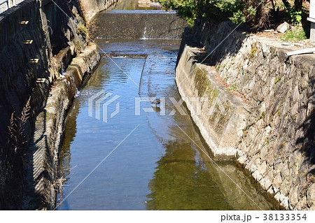 迷い込んだオオバン 迷い込んだオオバン 38133354