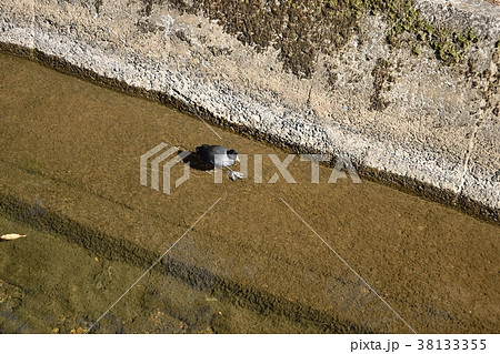 迷い込んだオオバン 38133355