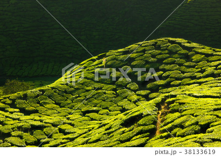 Texture of green tea farm Texture of green tea farm 38133619