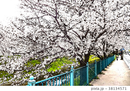 桜 さくら サクラ 38134571