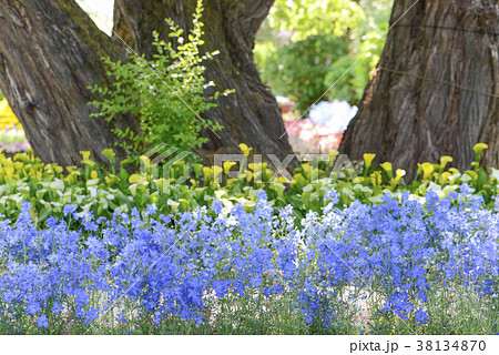 デルフィニウム 青い花 花畑の写真素材