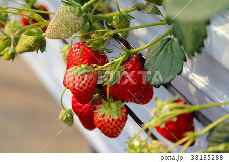いちご いちご 38135288