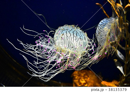 ハナガサクラゲ ハナガサクラゲ 38135379