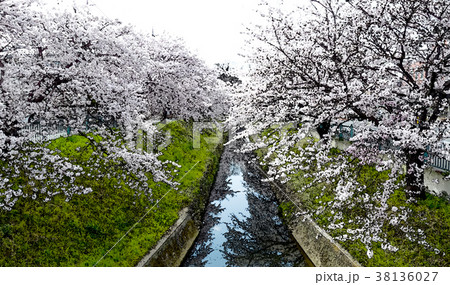桜 さくら サクラ 38136027