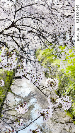 桜 さくら サクラ 38136044