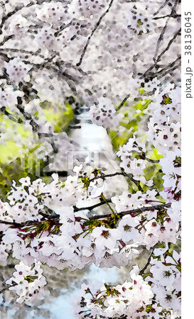 桜 さくら サクラ 38136045
