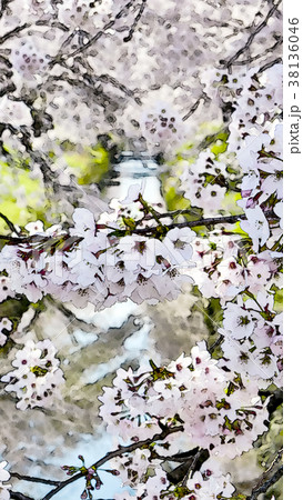桜 さくら サクラ 38136046