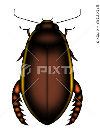 ゲンゴロウ 38136128