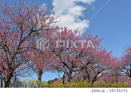 花桃 花桃 38136253