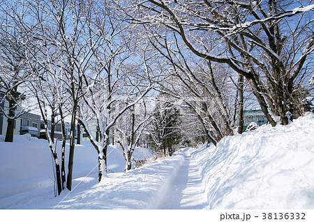 札幌 白石サイクリングロード(白石こころーど南郷通12丁目付近) 札幌 白石サイクリングロード(白石こころーど南郷通12丁目付近) 38136332