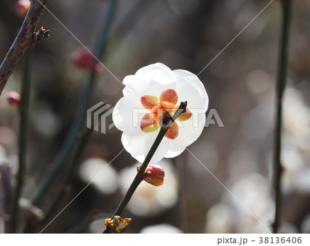 裏から撮った梅の花の写真素材