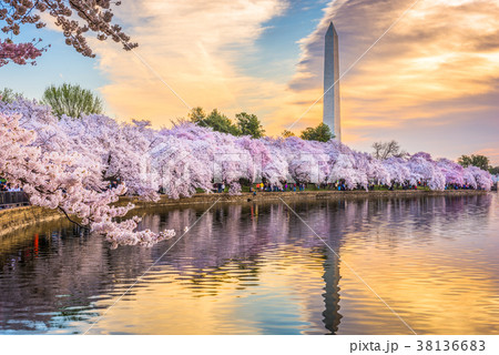 Washington DC, USA in Spring 38136683