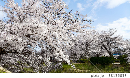 桜 さくら サクラ 38136853