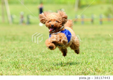 走るトイプードル 走るトイプードル 38137443