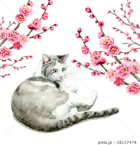 水彩で描いたピンクの梅の枝と猫のイラスト素材 [38137478] - PIXTA