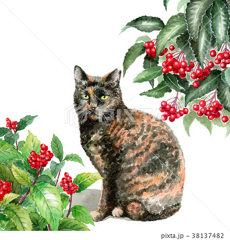 水彩で描いたセンリョウマンリョウとサビ柄の猫 38137482