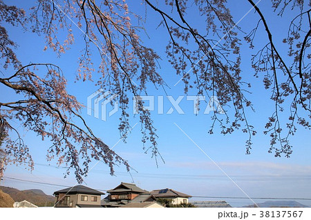 しだれ桜と民家 38137567