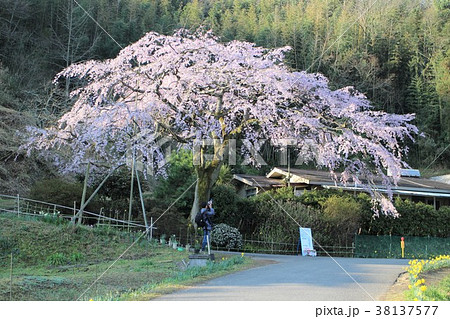 枝垂桜を撮る 枝垂桜を撮る 38137577