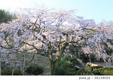西分の民家にある枝垂桜 西分の民家にある枝垂桜 38138004