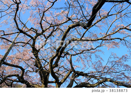 青空に映える西分の枝垂桜 38138873