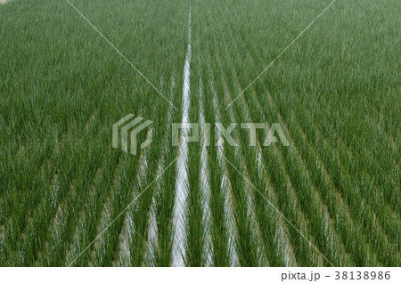 ビーグ（イ草）畑 38138986