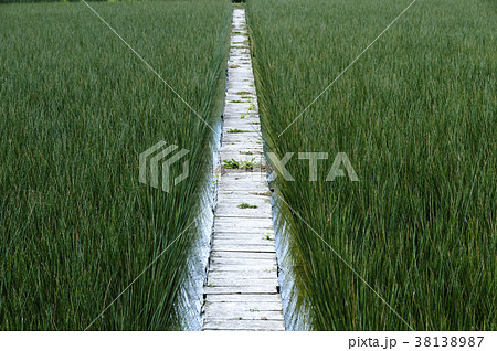 ビーグ（イ草）畑 38138987