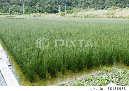 ビーグ（イ草）畑 38138988