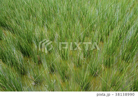 ビーグ（イ草）畑 38138990