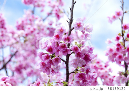 寒緋桜 寒緋桜 38139122