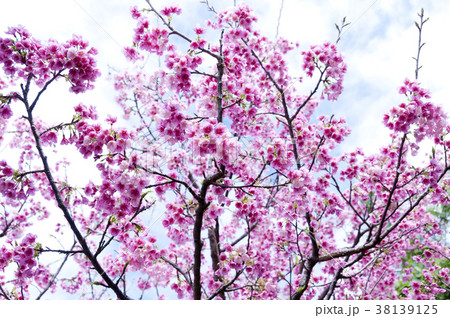 寒緋桜 寒緋桜 38139125