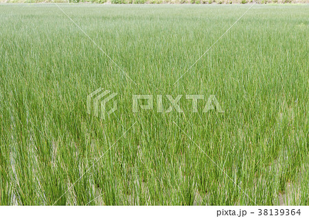 ビーグ（イ草）畑 38139364