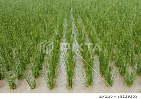 ビーグ（イ草）畑 38139365