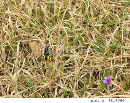 キバネツノトンボ ( 2017年5月 岐阜県中津川市 ) 38139944